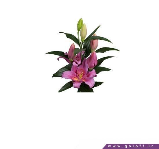 گل لیلیوم اورینتال هلیون - Lilium oriental | گل آف